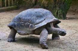 GiantTurtle
